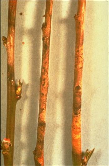 شانكر فوزیكوكوم